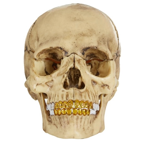 Supreme 4d exploded skull anatomy model - Picture 2 of 4